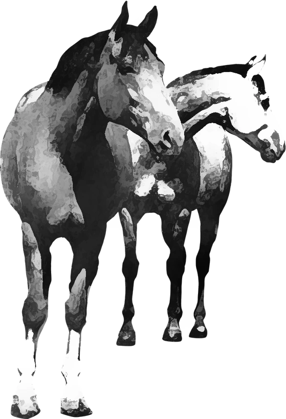 Centre équestre Cheval nomad', Saint-Front-d'Alemps — deux chevaux